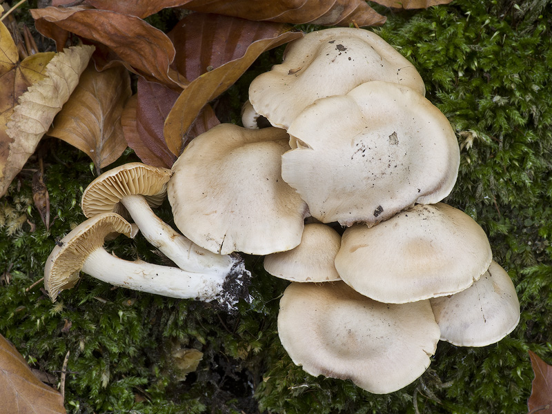 Cortinarius emollitoides